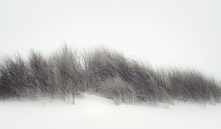 Picture of AUTUMN DUNES