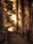 Picture of SUNLIGHT THROUGH A THICKET OF TREES
