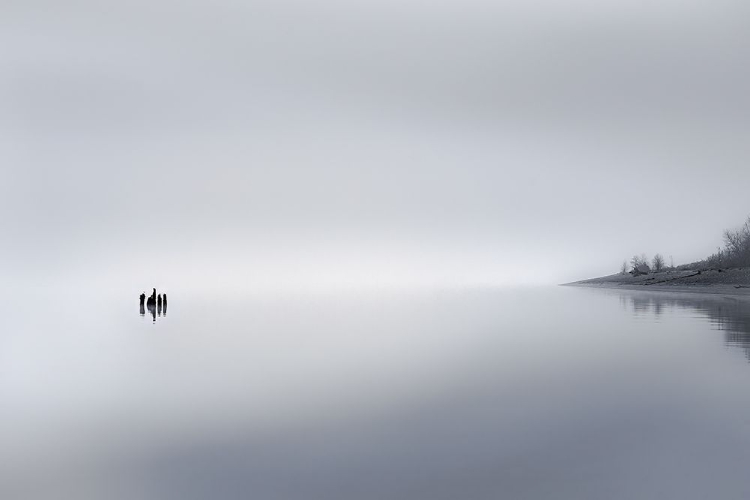 Picture of IN THE FOG