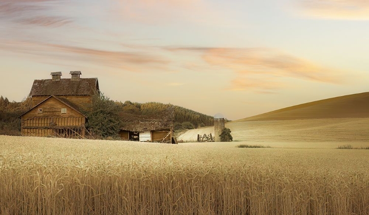 Picture of ABANDONED IN THE FIELD OF WHEAT I