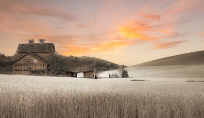 Picture of ABANDONED IN THE FIELD OF WHEAT II