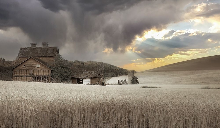 Picture of ABANDONED IN THE FIELD OF WHEAT III