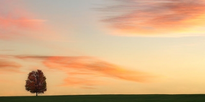 Picture of LONE TREE IN THE PASTURE