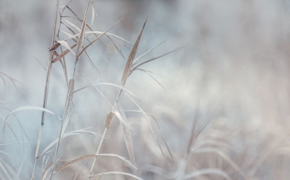 Picture of SWAYING GRASSES