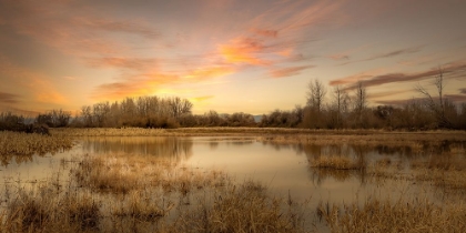 Picture of SERENE WETLAND