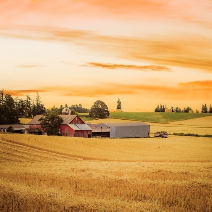 Picture of RED BARN IN THE WHEAT