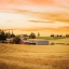 Picture of RED BARN IN THE WHEAT