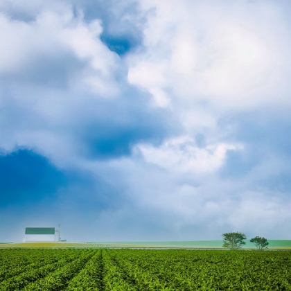 Picture of BARN ON THE EDGE OF THE FIELD