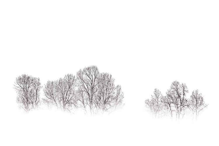 Picture of BARE TREES ON A MISTY MORNING