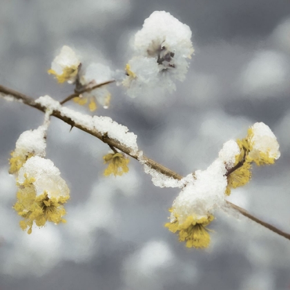 Picture of TOUCHED BY THE SNOW IN SPRING