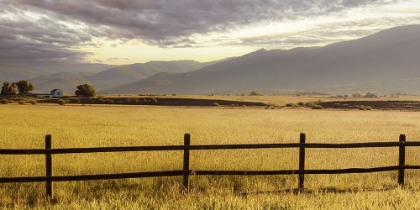 Picture of PASTORAL SUMMER MORNING