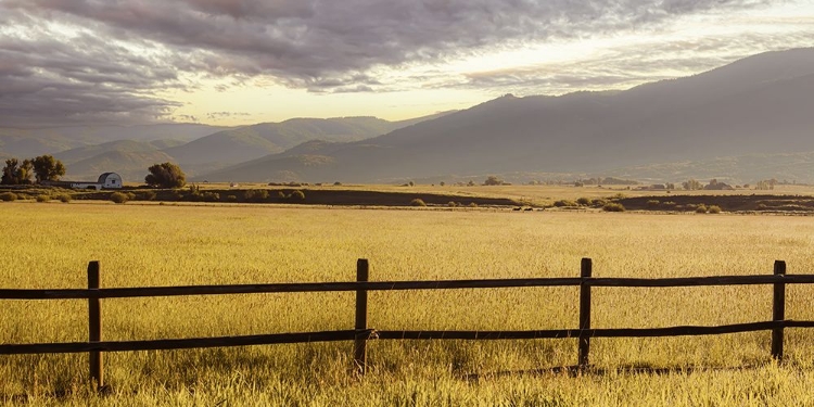 Picture of PASTORAL SUMMER MORNING