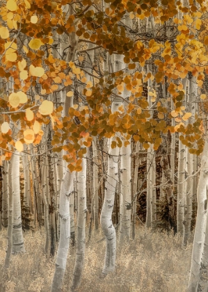 Picture of DAZZLING ASPENS