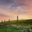 Picture of WILDFLOWERS ALONG THE FENCE