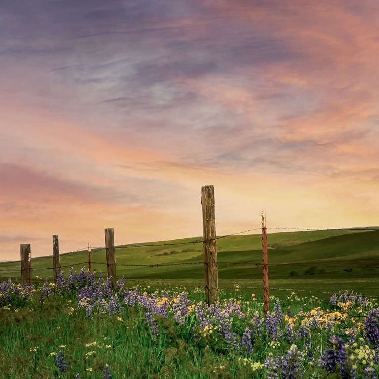 Picture of WILDFLOWERS ALONG THE FENCE