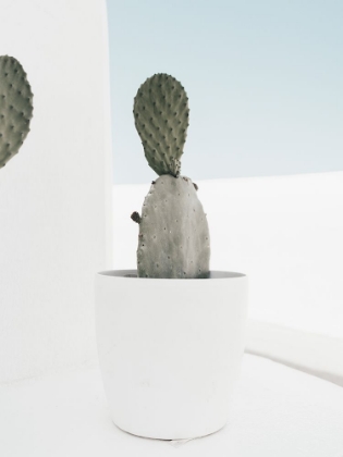 Picture of MINIMAL CACTUS, SANTORINI