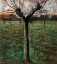 Picture of THE MULBERRY TREE 1908