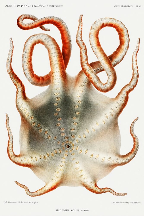 Picture of ALLOPOSUS MOLLIS, A SEVEN ARM OCTOPUS