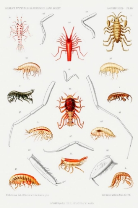 Picture of AMPHIPODS OF THE NORTH ATLANTIC