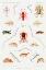 Picture of AMPHIPODS OF THE NORTH ATLANTIC