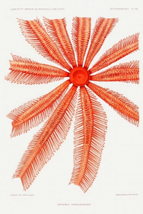 Picture of BRISINGIDAE STARFISH ILLUSTRATION