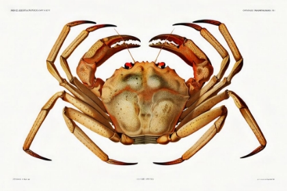 Picture of CHACEON, THE ATLANTIC DEEP SEA RED CRAB
