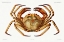 Picture of CHACEON, THE ATLANTIC DEEP SEA RED CRAB