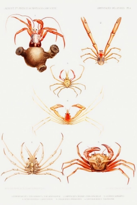 Picture of CRAB VARIETIES SET ILLUSTRATION I