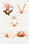 Picture of CRAB VARIETIES SET ILLUSTRATION I