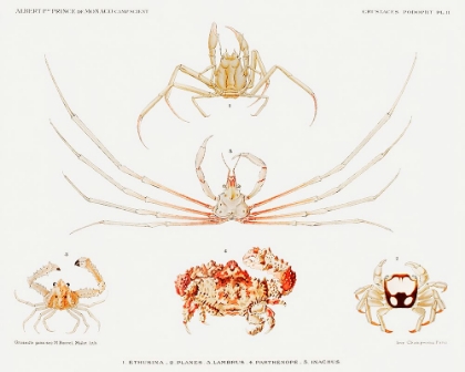 Picture of CRAB VARIETIES SET ILLUSTRATION II