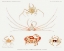 Picture of CRAB VARIETIES SET ILLUSTRATION II