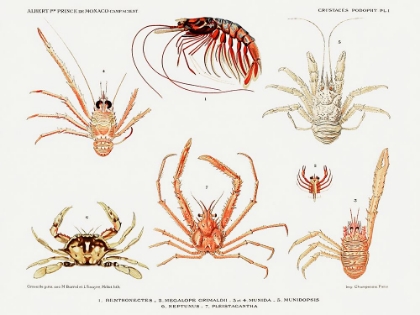 Picture of CRABS AND SHRIMPS SET ILLUSTRATION