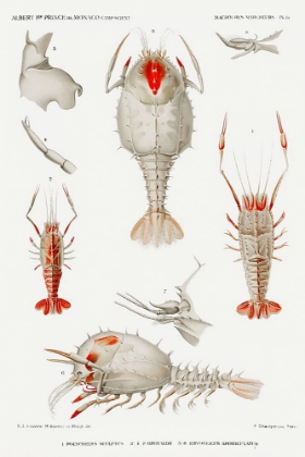 Picture of DECAPOD VARIETIES SET ILLUSTRATION