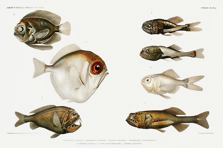 Picture of DEEP SEA FISH VARIETIES SET ILLUSTRATION