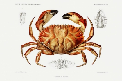 Picture of DUNGENESS CRAB ILLUSTRATION
