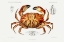 Picture of DUNGENESS CRAB ILLUSTRATION