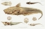 Picture of FISH VARIETIES SET ILLUSTRATION