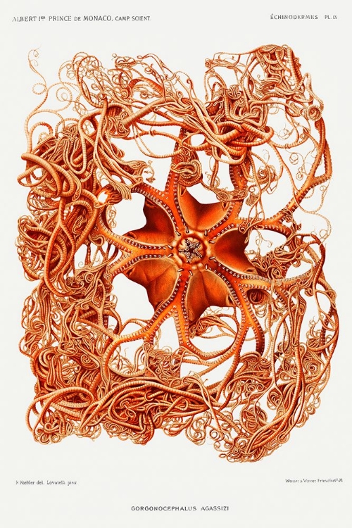 Picture of GORGONOCEPHALUS ARCTICUS, A BASKET STAR ILLUSTRATION