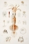 Picture of GRIMALDI SCALED SQUIDS EXTERNAL AND INTERNAL ORGANS
