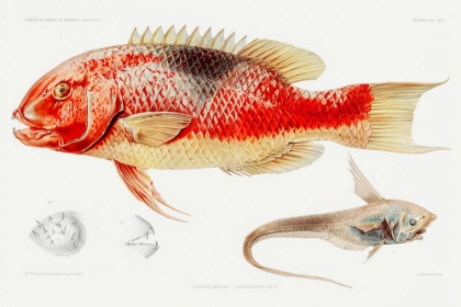 Picture of HOGFISH AND A RAY FINNED FISH ILLUSTRATION