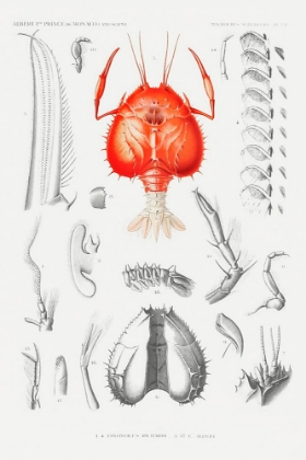Picture of ILLUSTRATION OF A SHRIMPS EXTERNAL AND INTERNAL ORGANS
