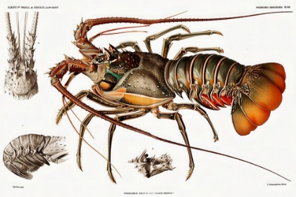 Picture of ILLUSTRATION OF AN EUROPEAN LOBSTER