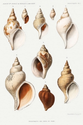 Picture of MOLLUSCS OF THE NORTHERN SEAS I