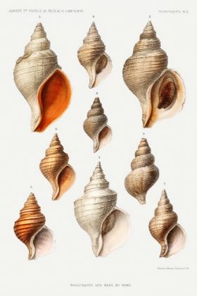 Picture of MOLLUSCS OF THE NORTHERN SEAS II