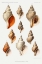 Picture of MOLLUSCS OF THE NORTHERN SEAS II