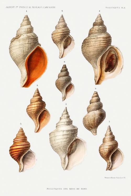 Picture of MOLLUSCS OF THE NORTHERN SEAS II