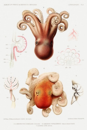 Picture of OCTOPUS ILLUSTRATION