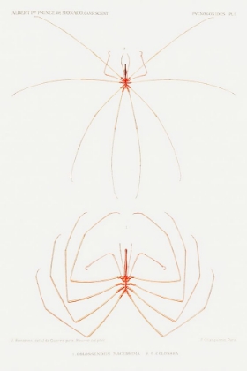 Picture of SEA SPIDER ILLUSTRATION