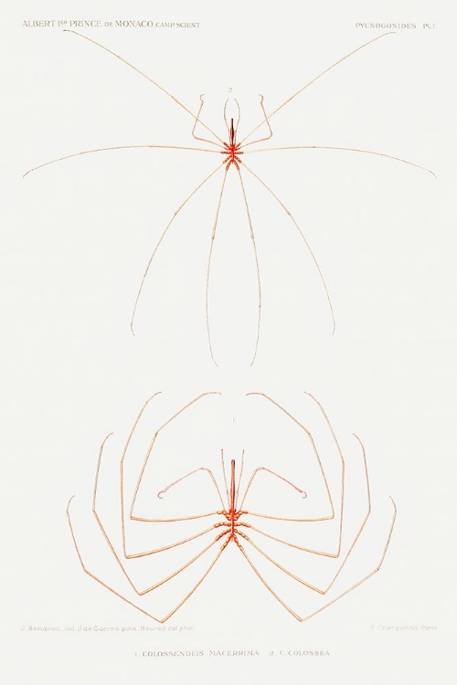 Picture of SEA SPIDER ILLUSTRATION