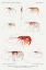 Picture of SHRIMP VARIETIES SET ILLUSTRATION I